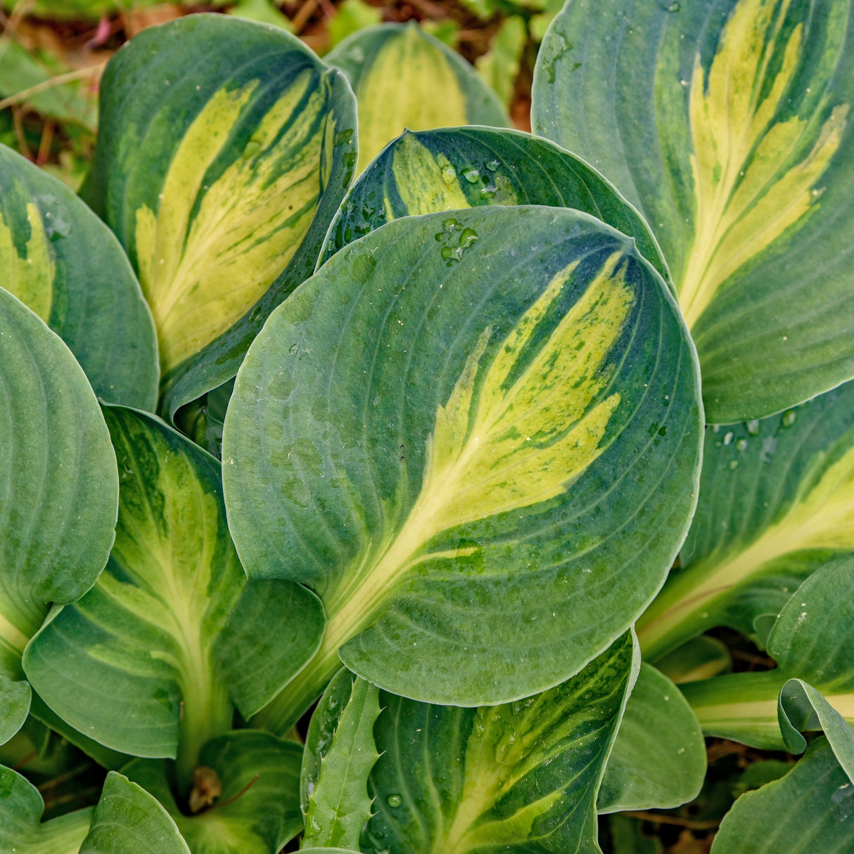 Mouseketeer PP35221 Hosta