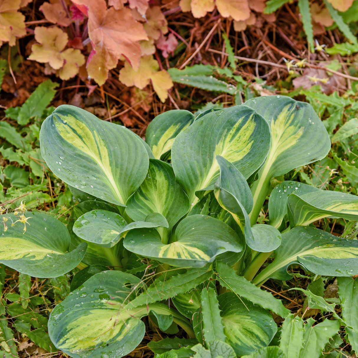 Mouseketeer PP35221 Hosta