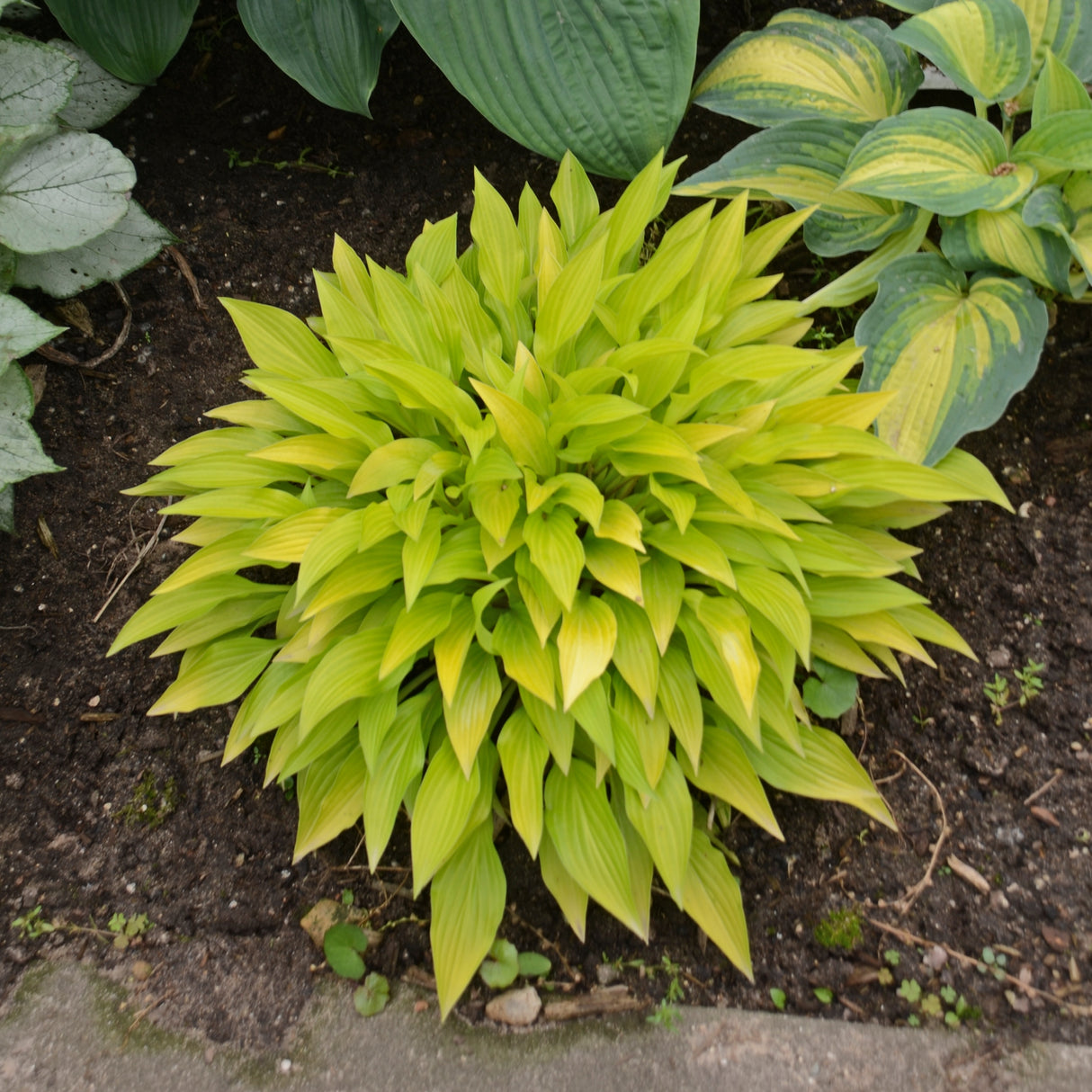 Munchkin Fire Hosta