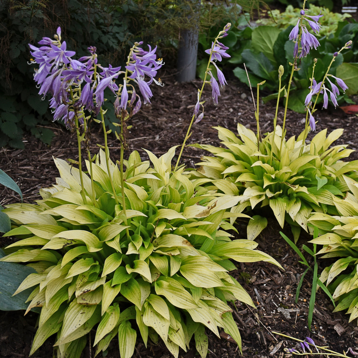Munchkin Fire Hosta