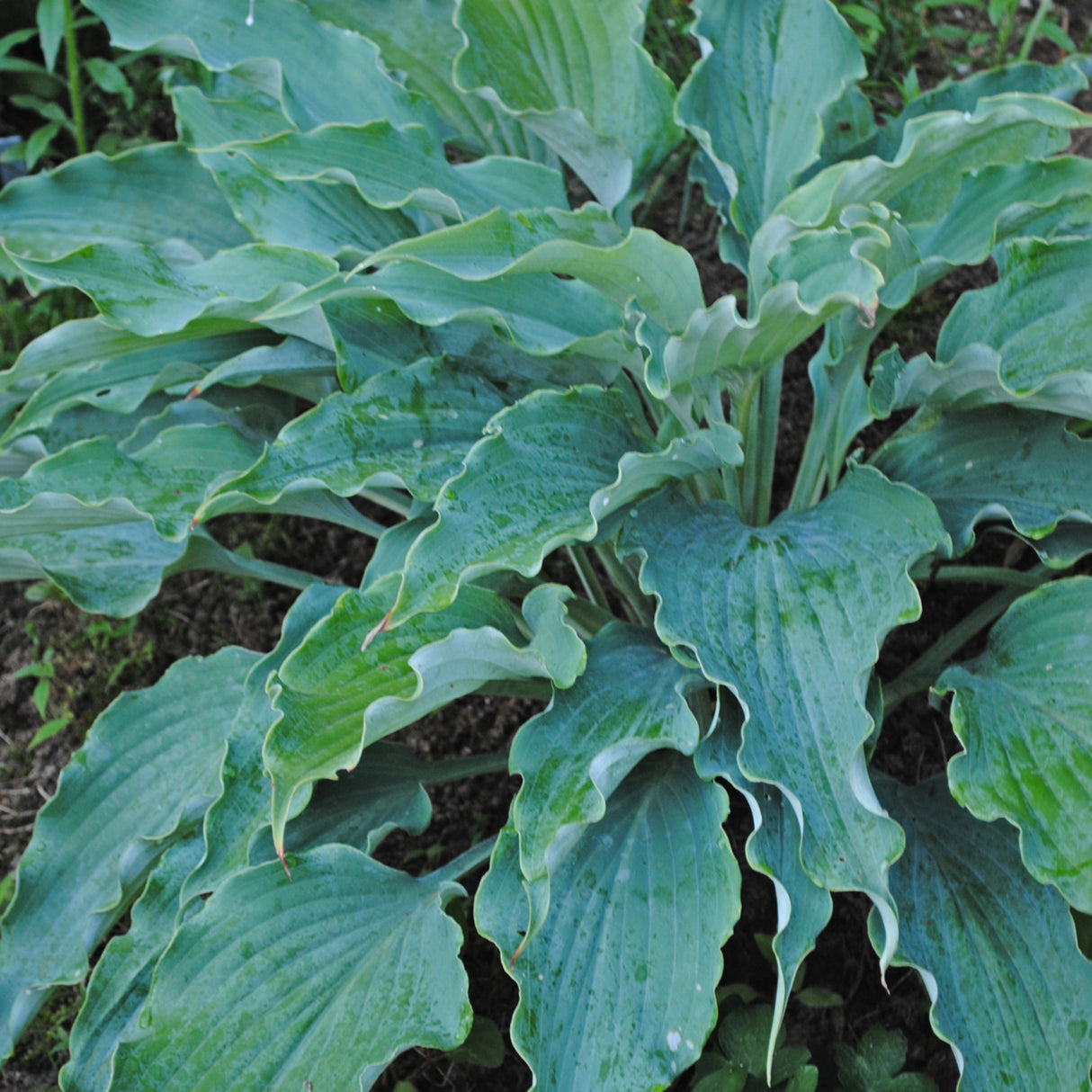 Neptune PP19674 Hosta