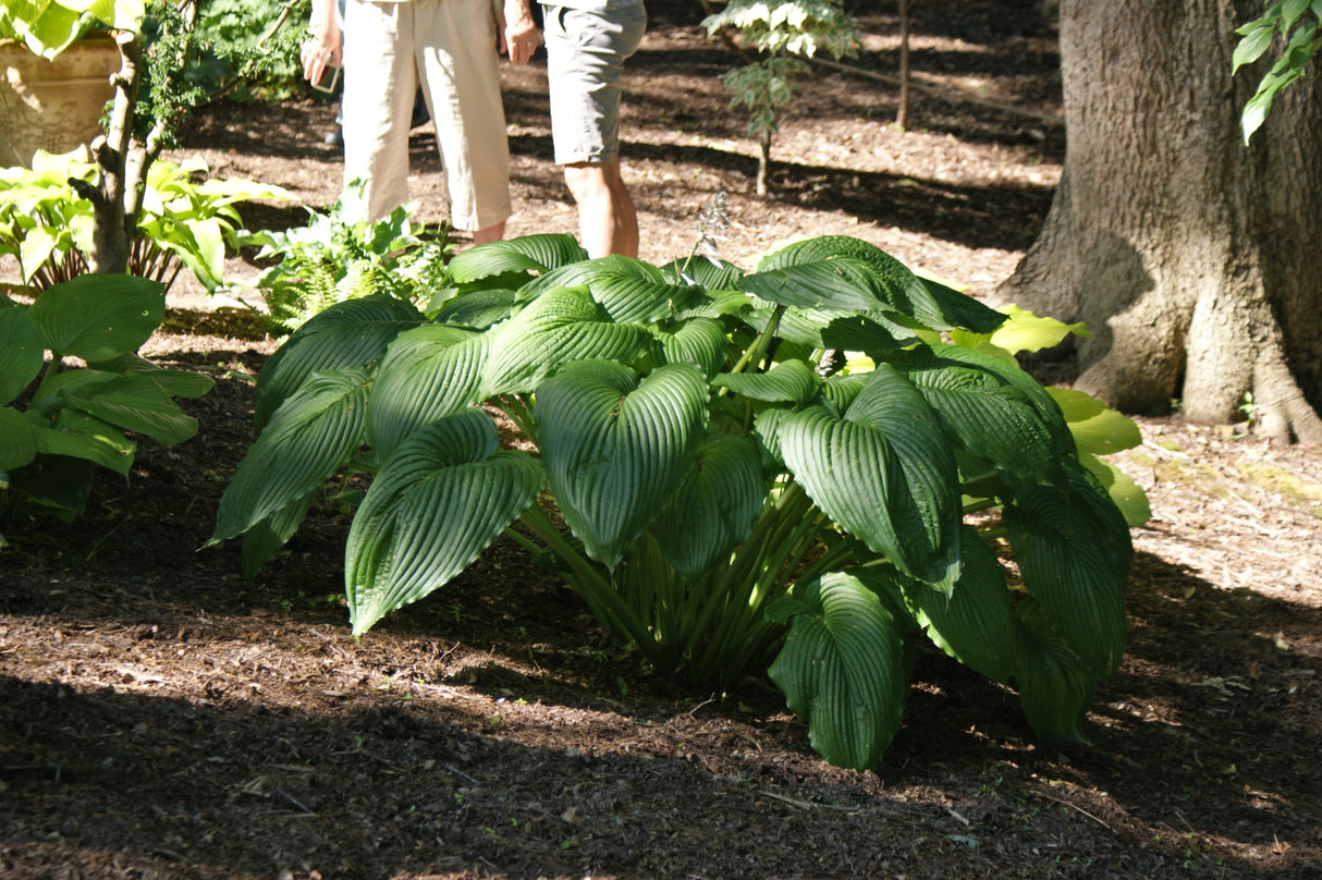 Niagara Falls Hosta