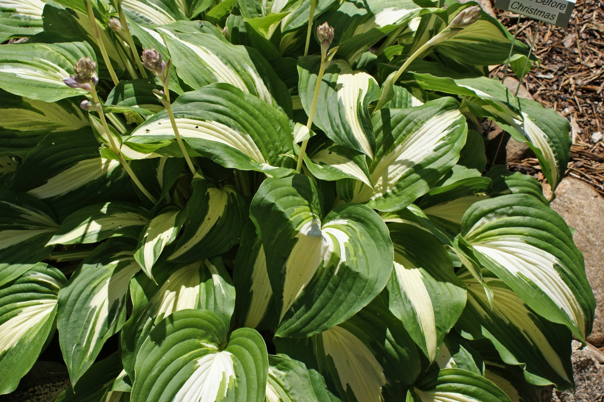 Night before Christmas Hosta