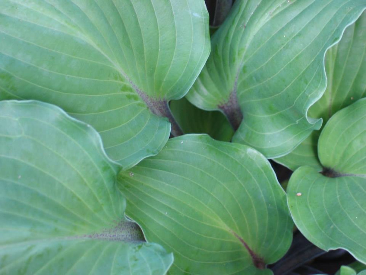 Night Flight Hosta