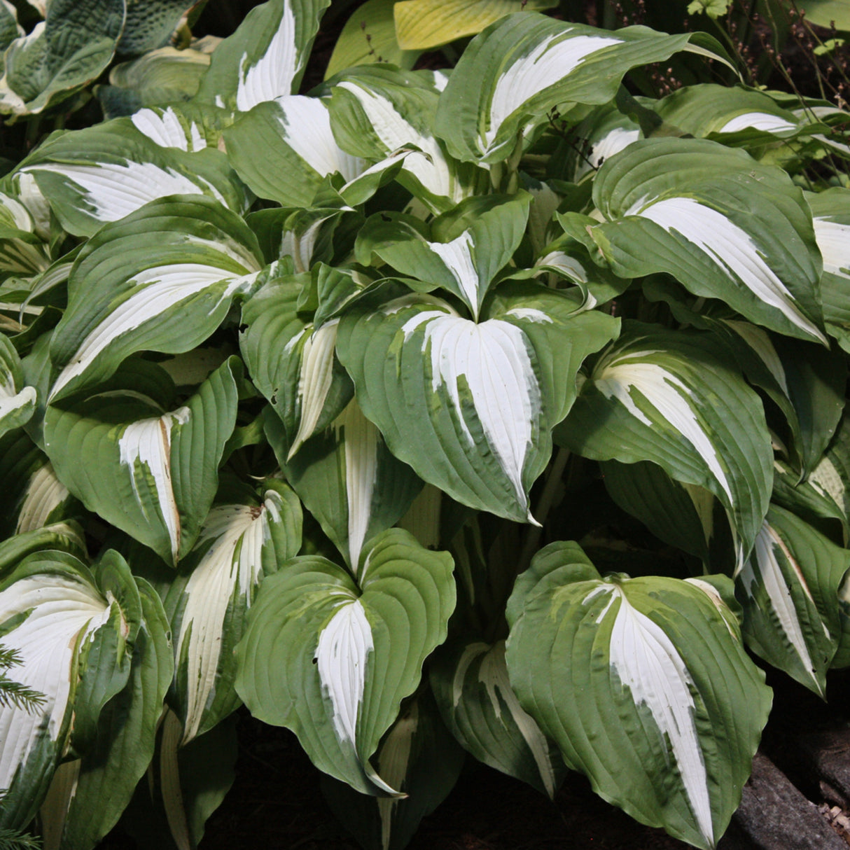 Night before Christmas Hosta