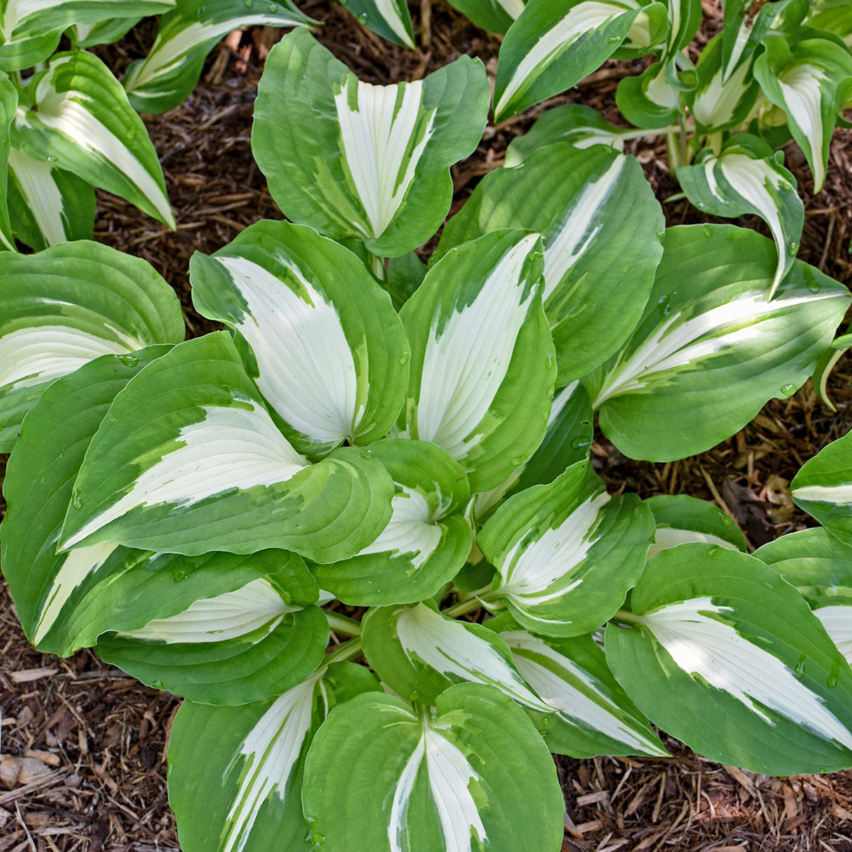 Night before Christmas Hosta