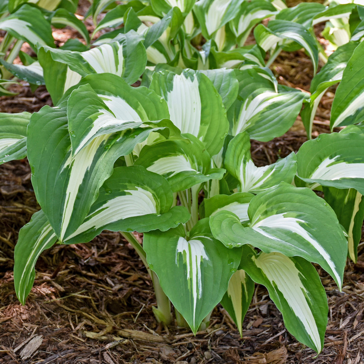 Night before Christmas Hosta