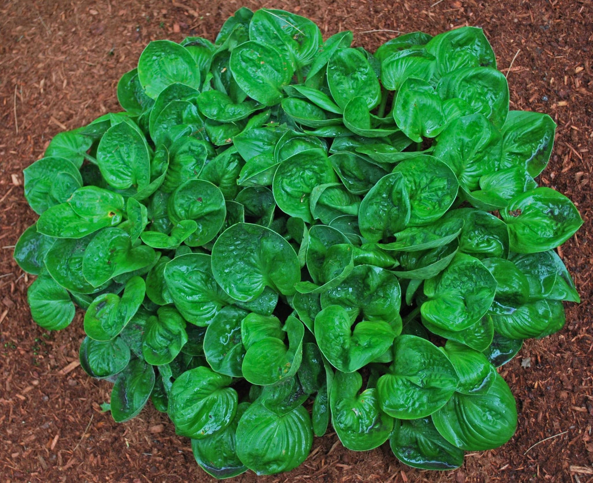 Nippers Hosta