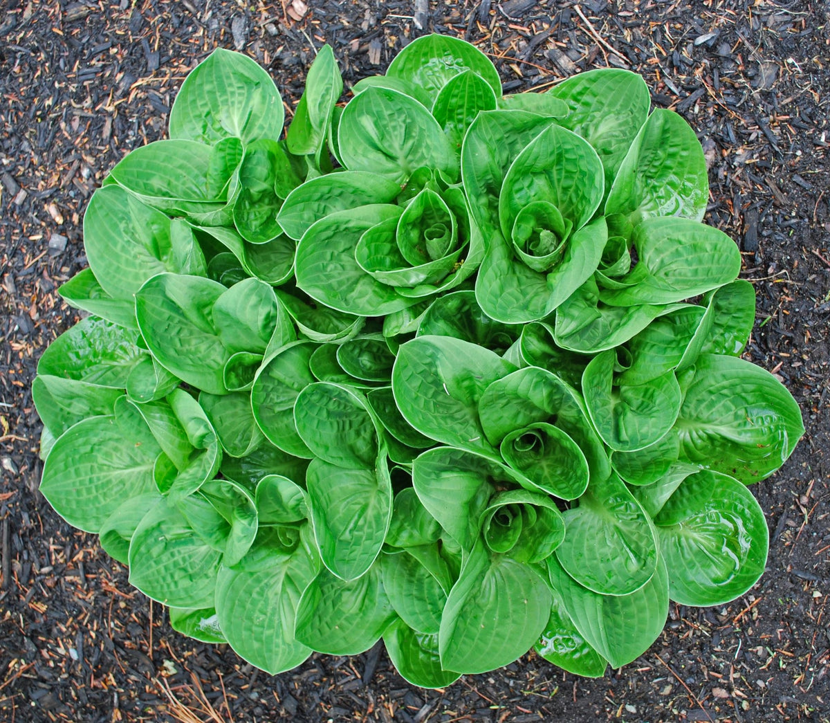 Nippers Hosta