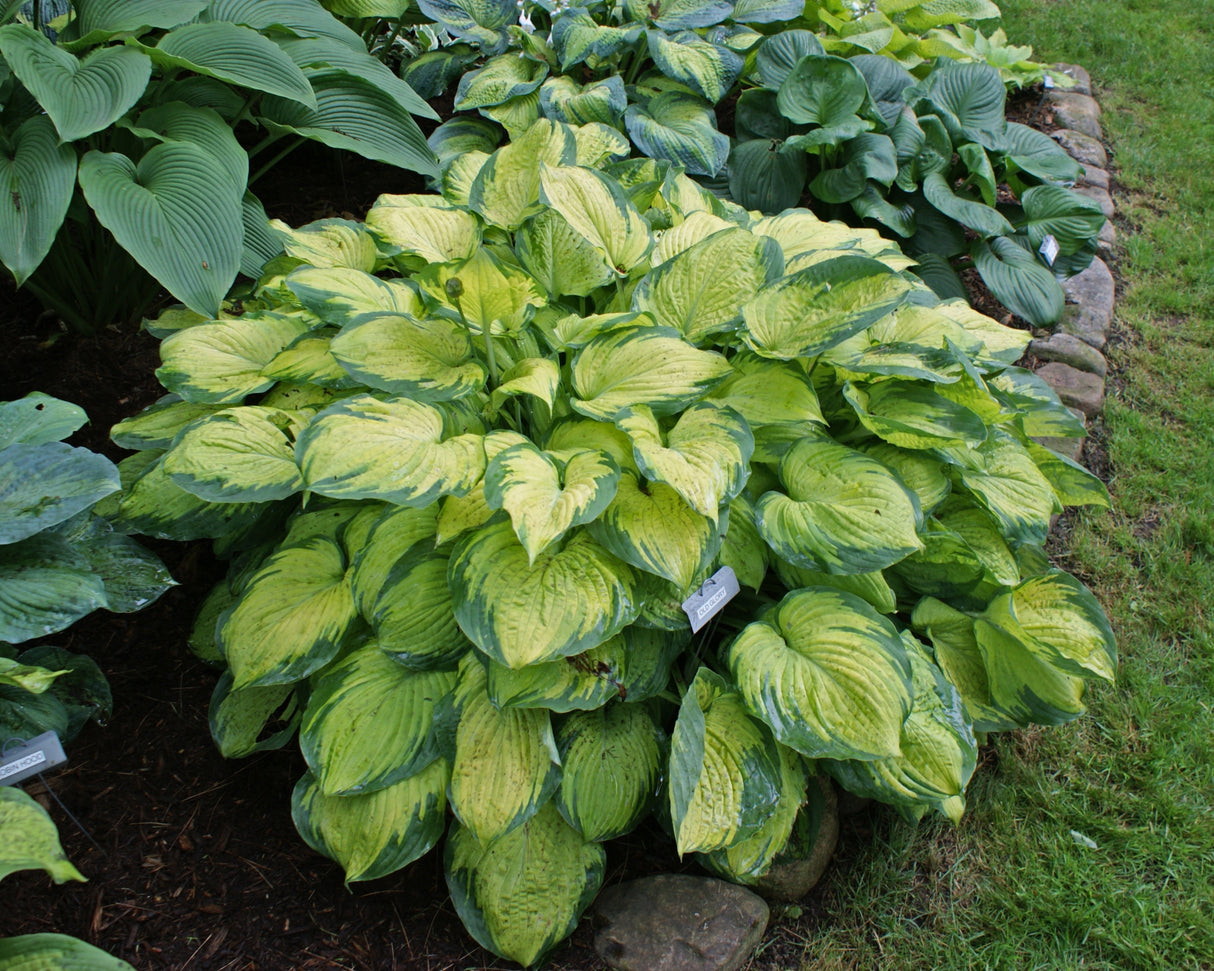 Old Glory PP12503 Hosta