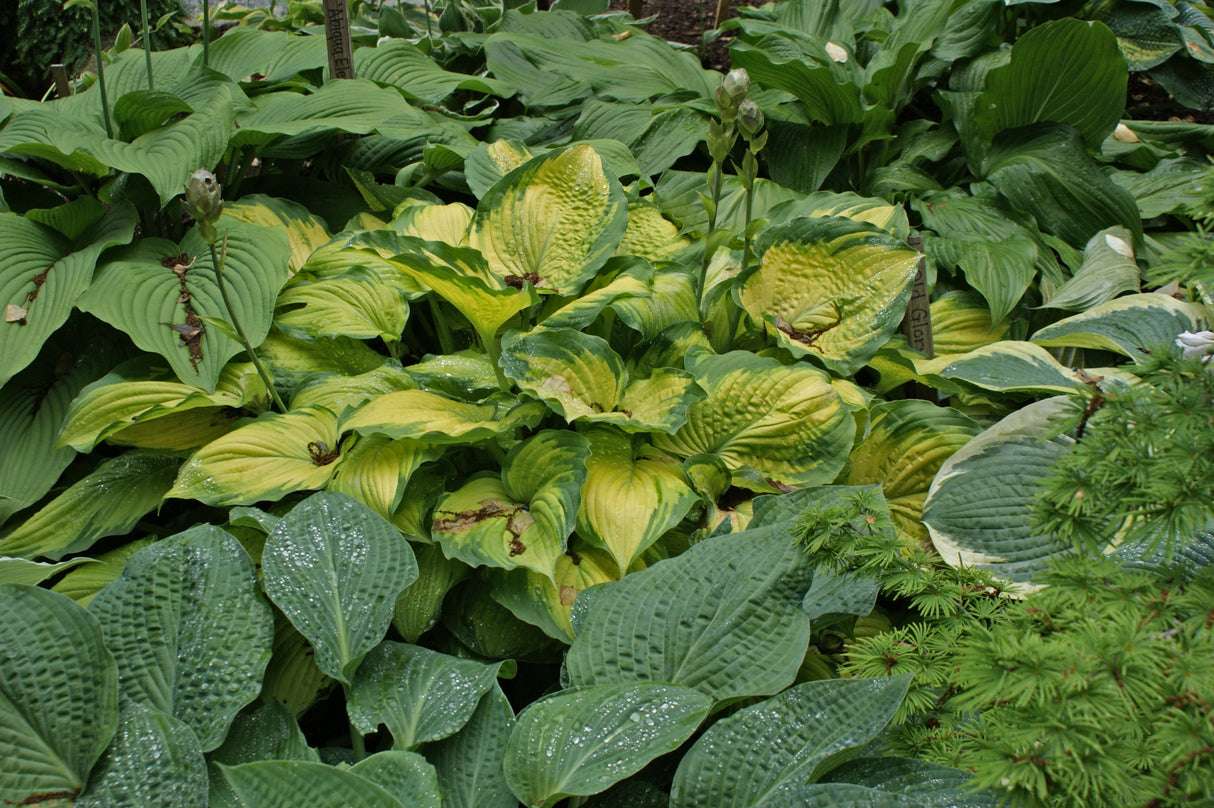 Old Glory PP12503 Hosta