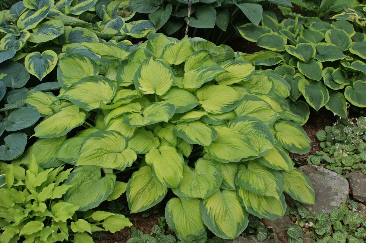 Old Glory PP12503 Hosta