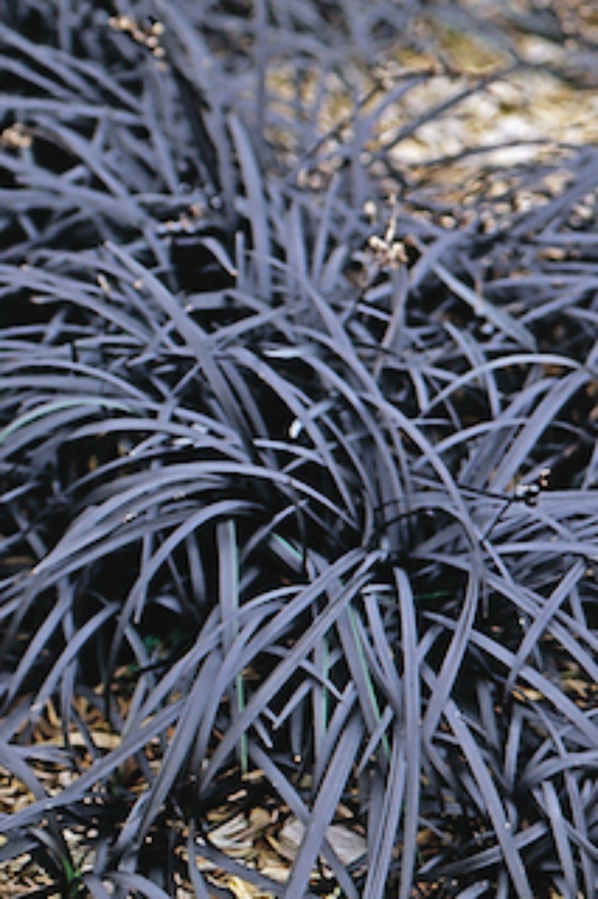 Black Mondo Grass
