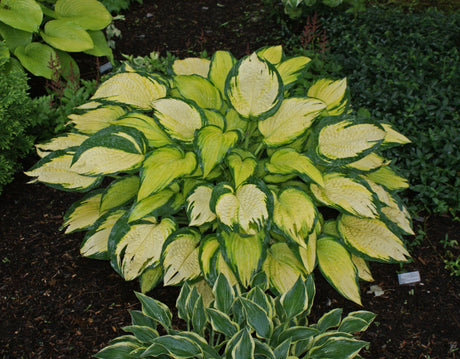 Orange Marmalade PP16742 Hosta