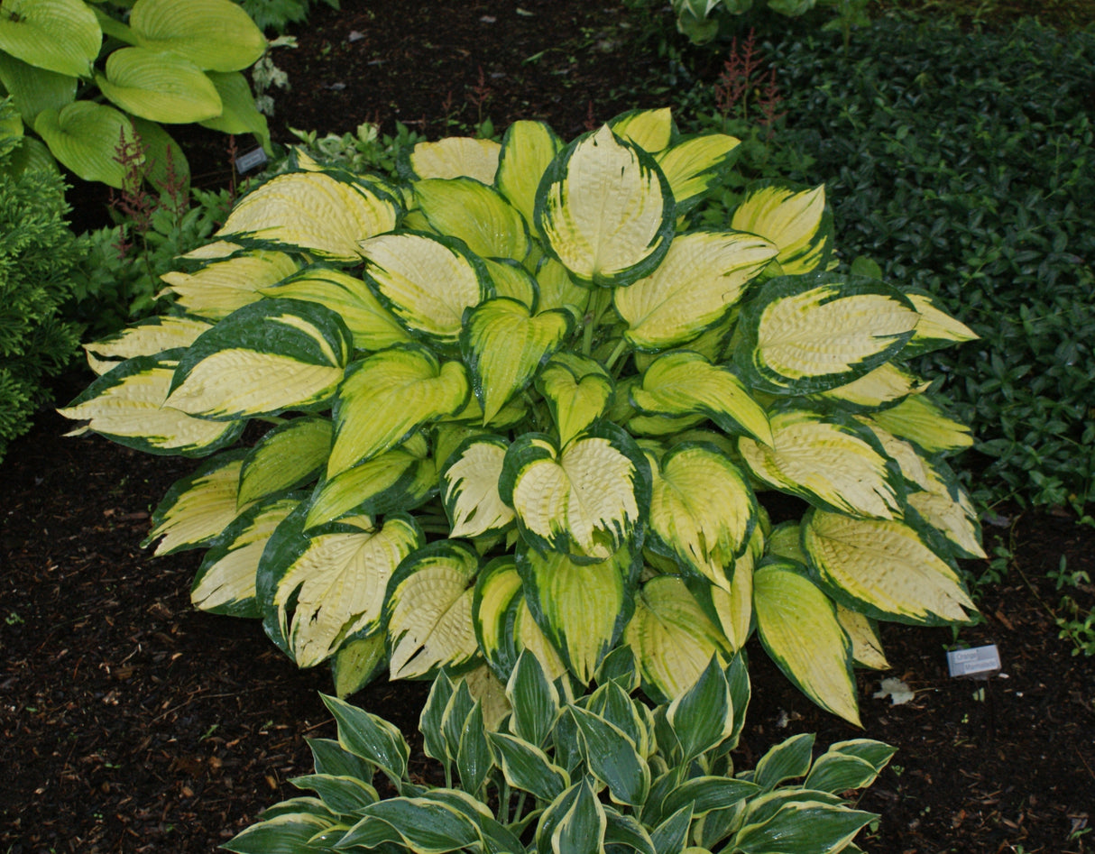 Orange Marmalade Hosta