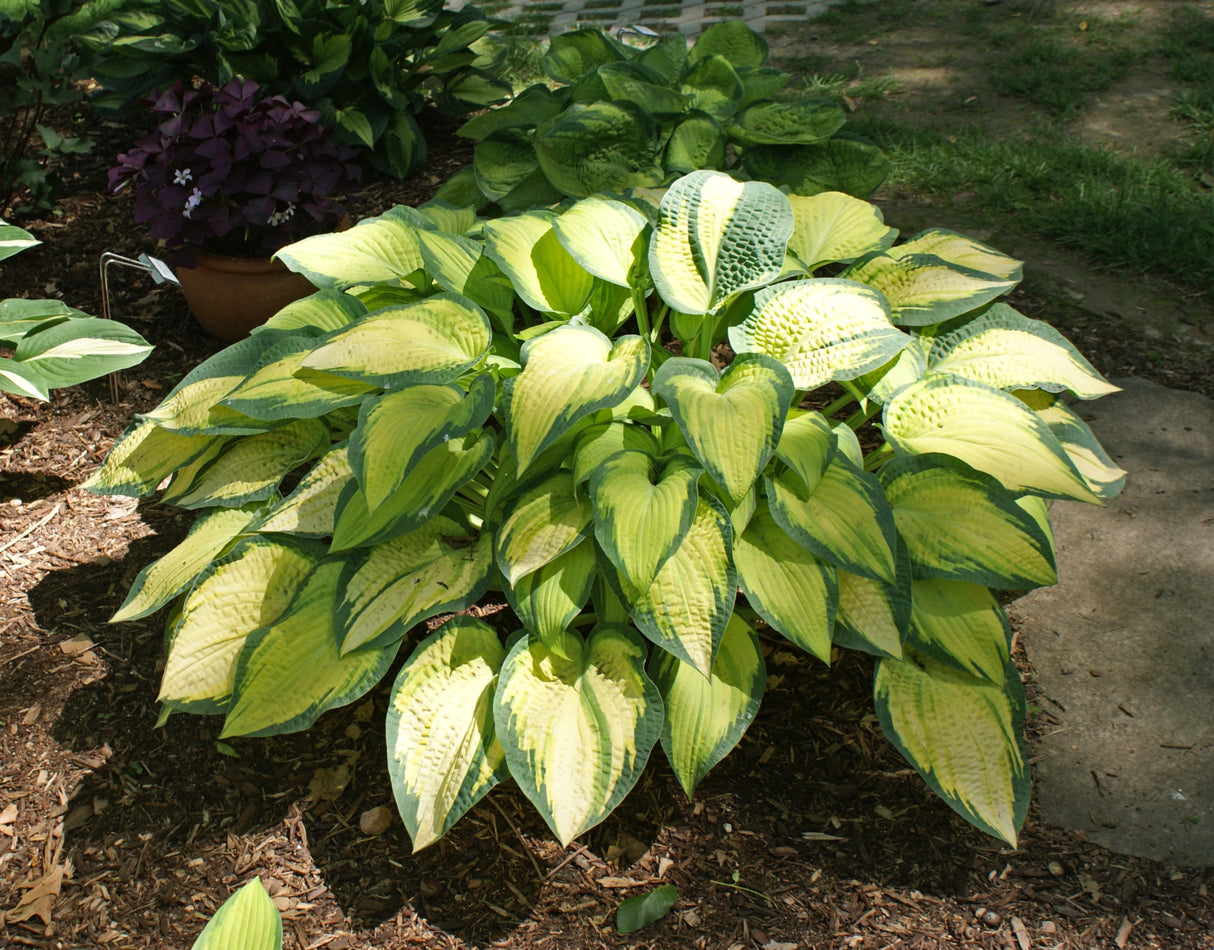 Orange Marmalade PP16742 Hosta