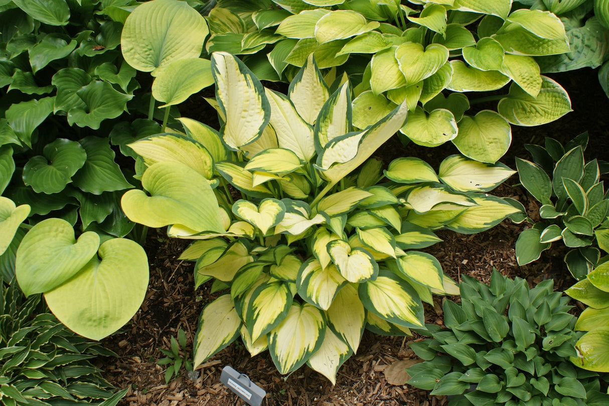 Orange Marmalade PP16742 Hosta