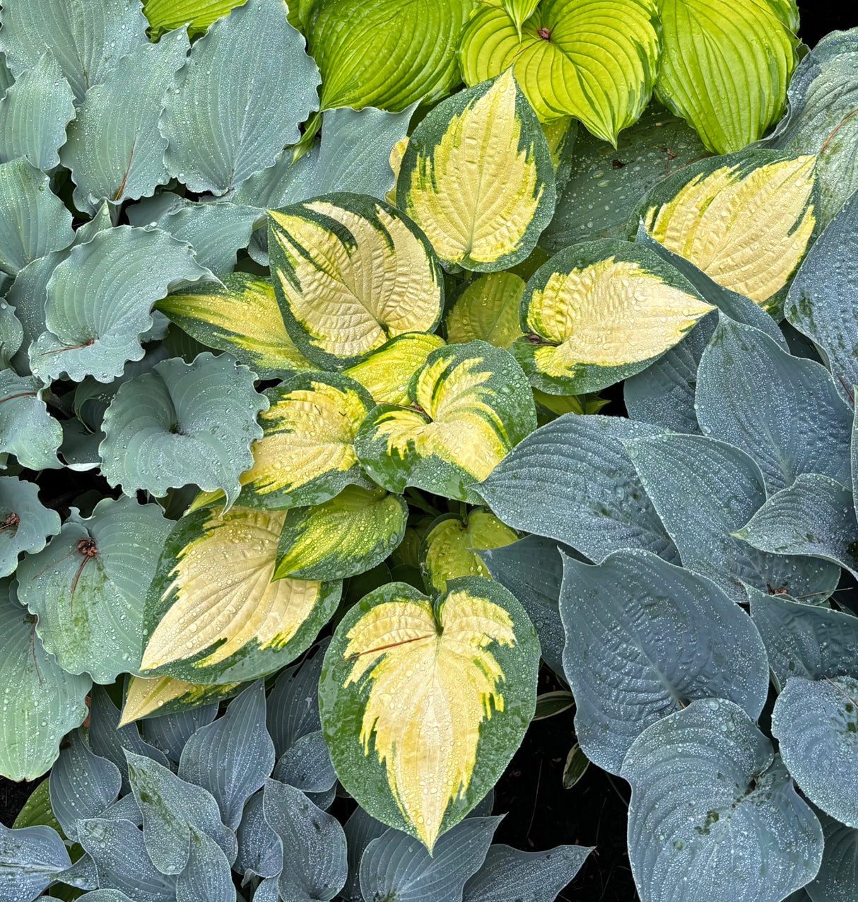 Orange Marmalade PP16742 Hosta