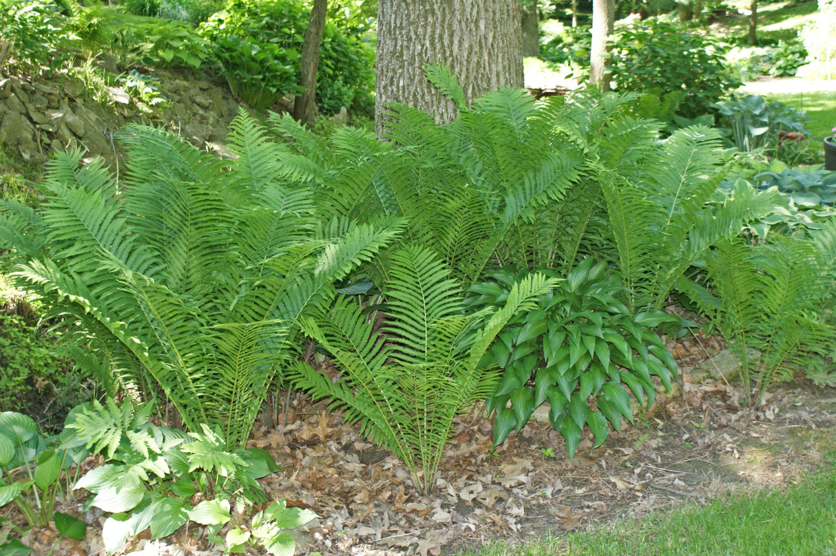 Ostrich Fern 'The King'