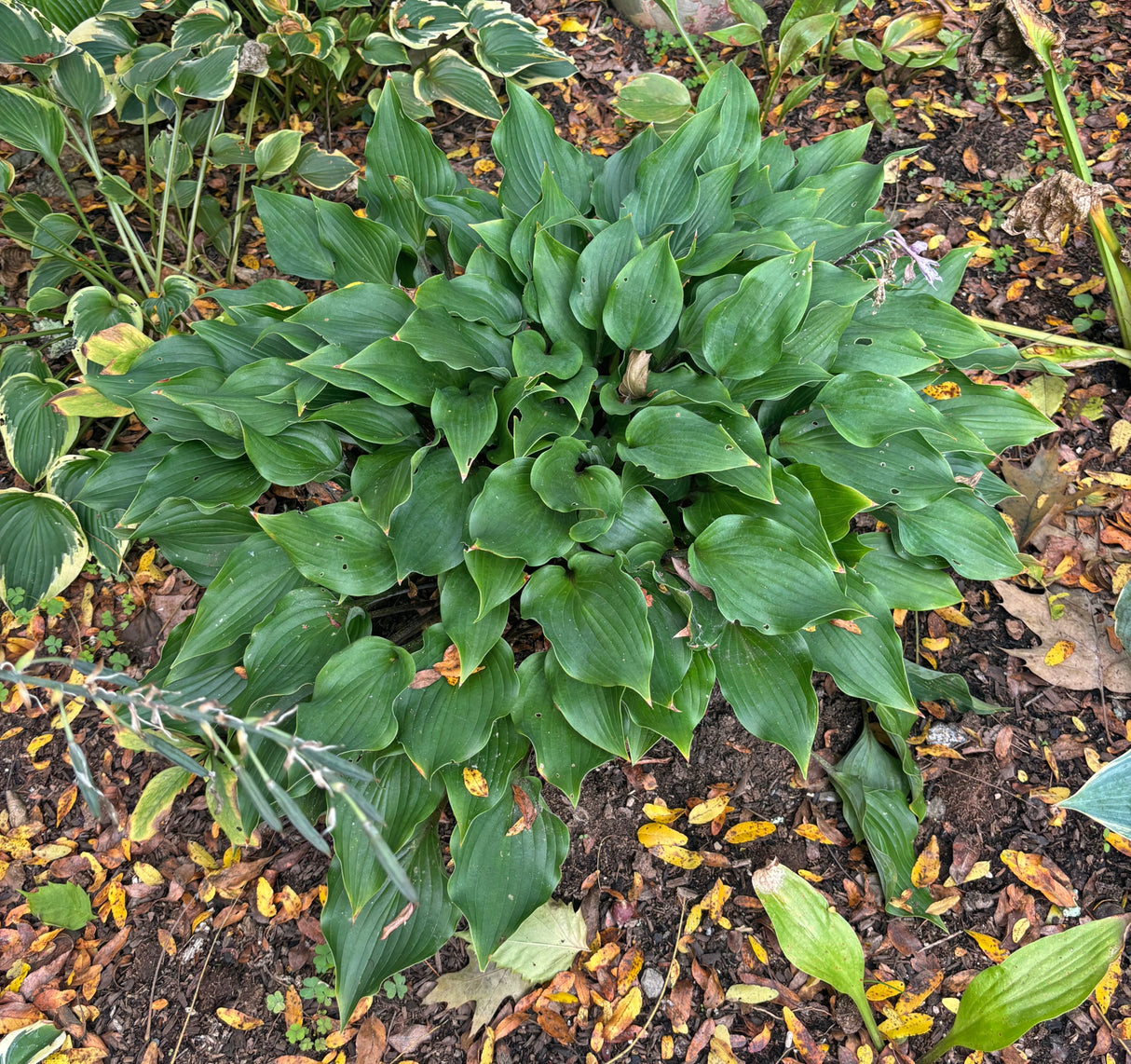 Over the Waves Hosta