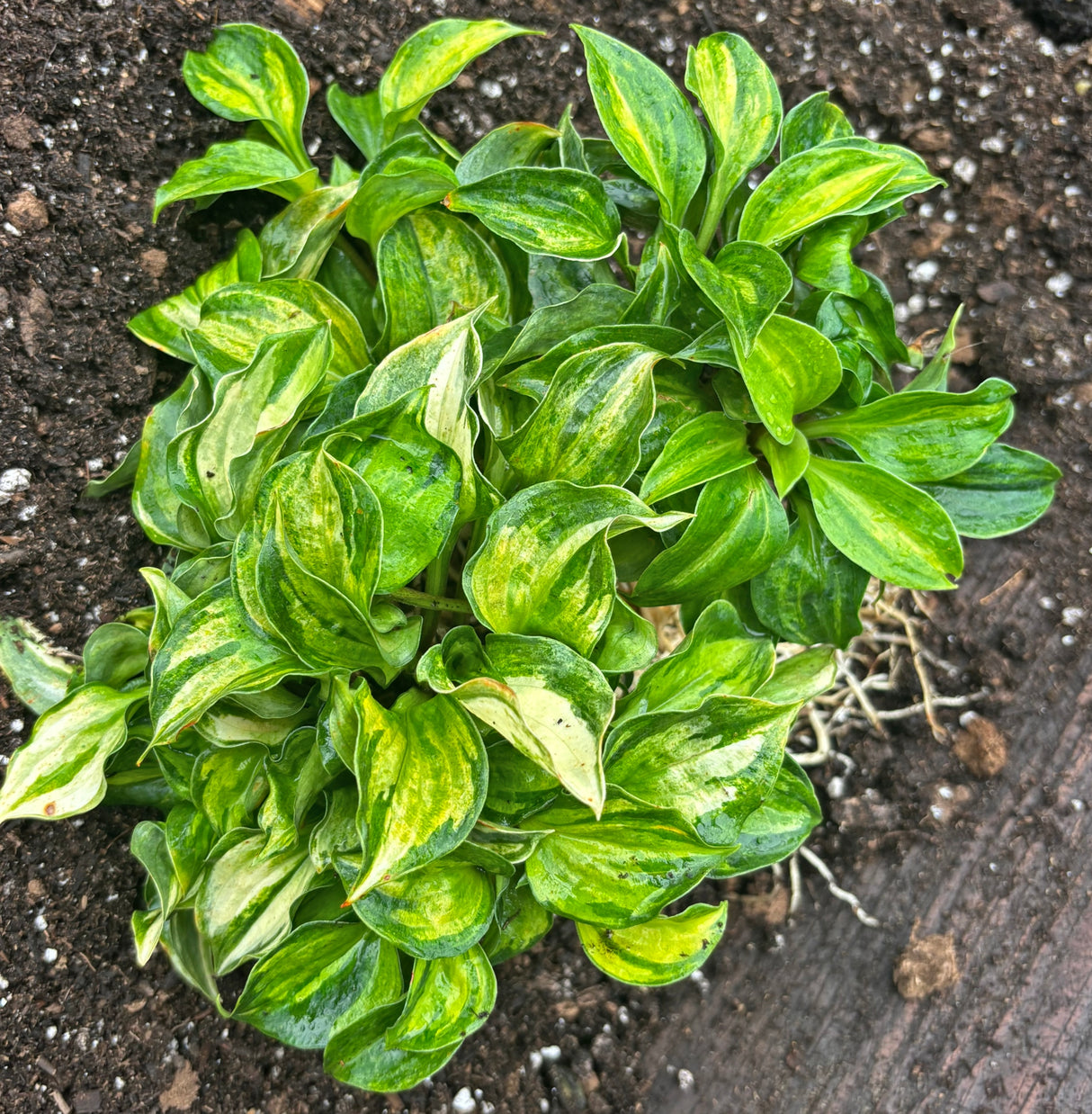 Painted Dog Hosta