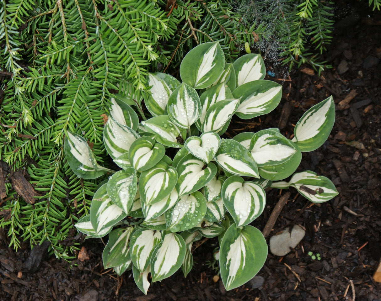 Pandora's Box Hosta