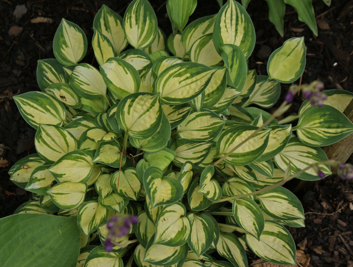 Pandora's Box Hosta