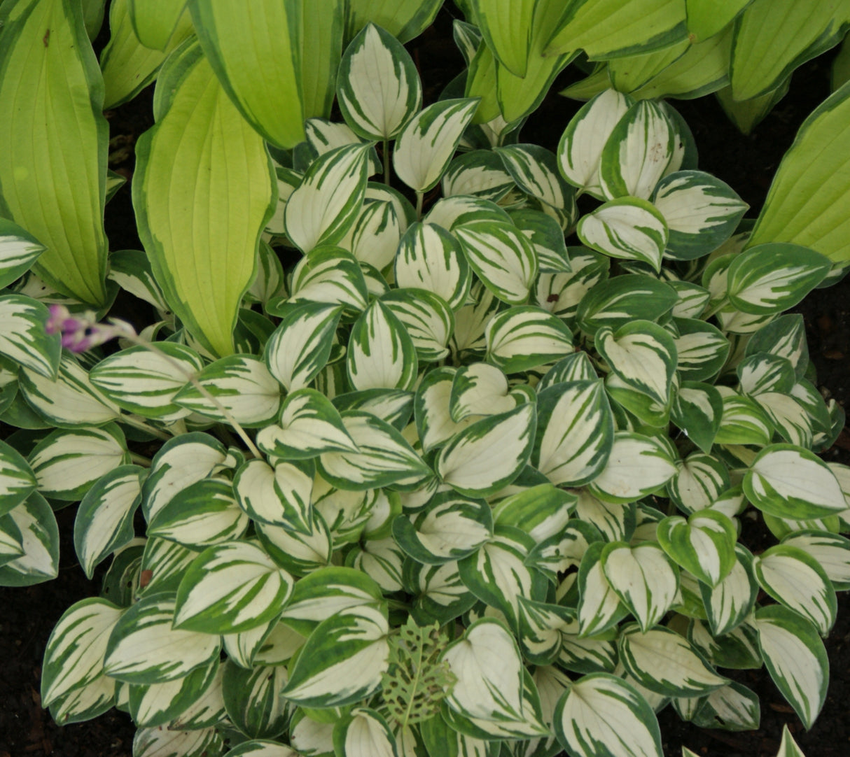 Pandora's Box Hosta