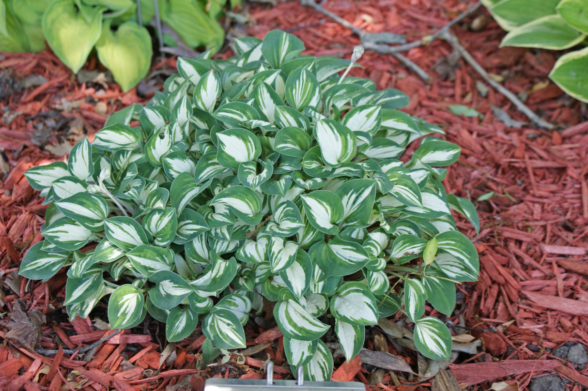 Pandora's Box Hosta