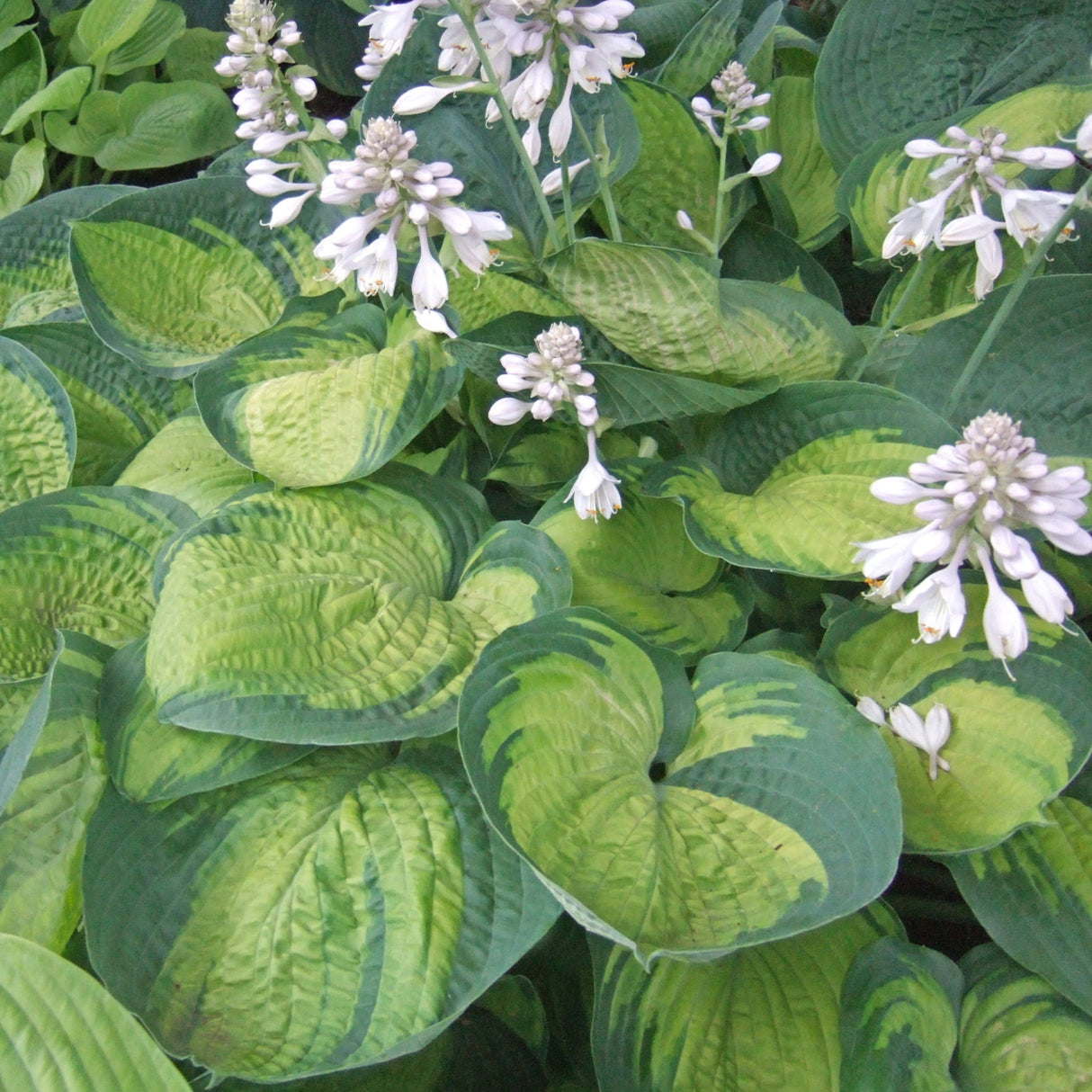 Paradigm Hosta