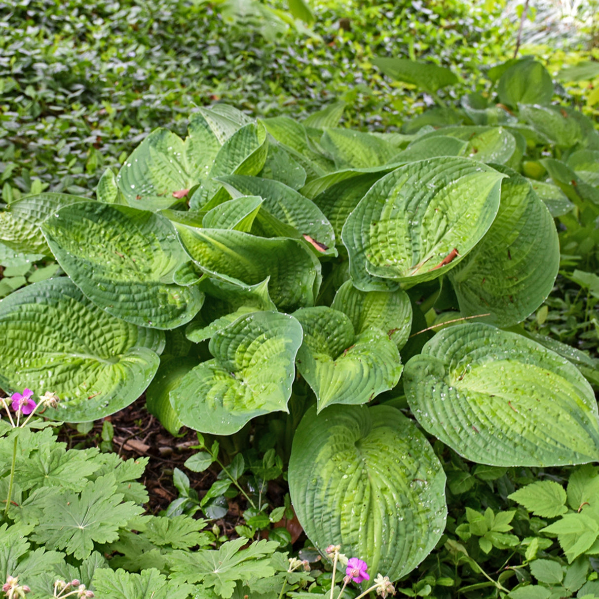 Paradigm Hosta