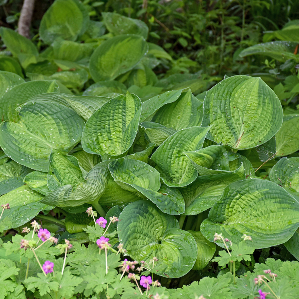 Paradigm Hosta