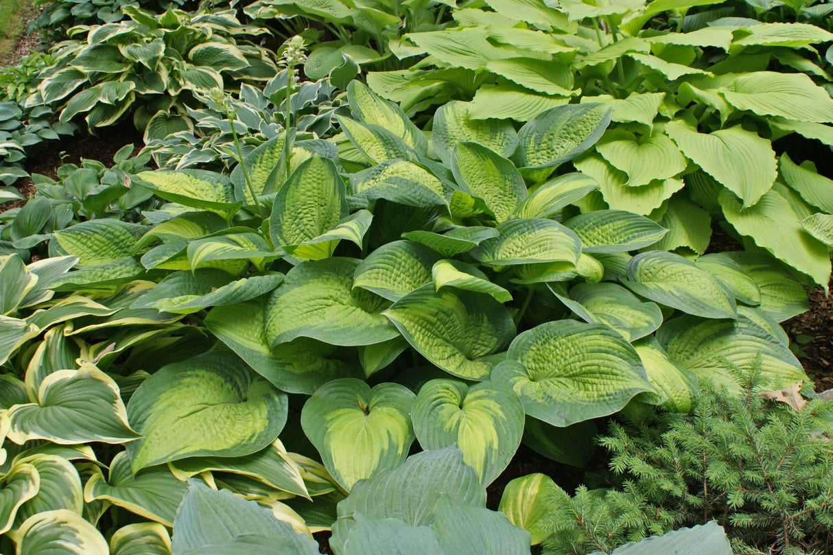 Paradigm Hosta