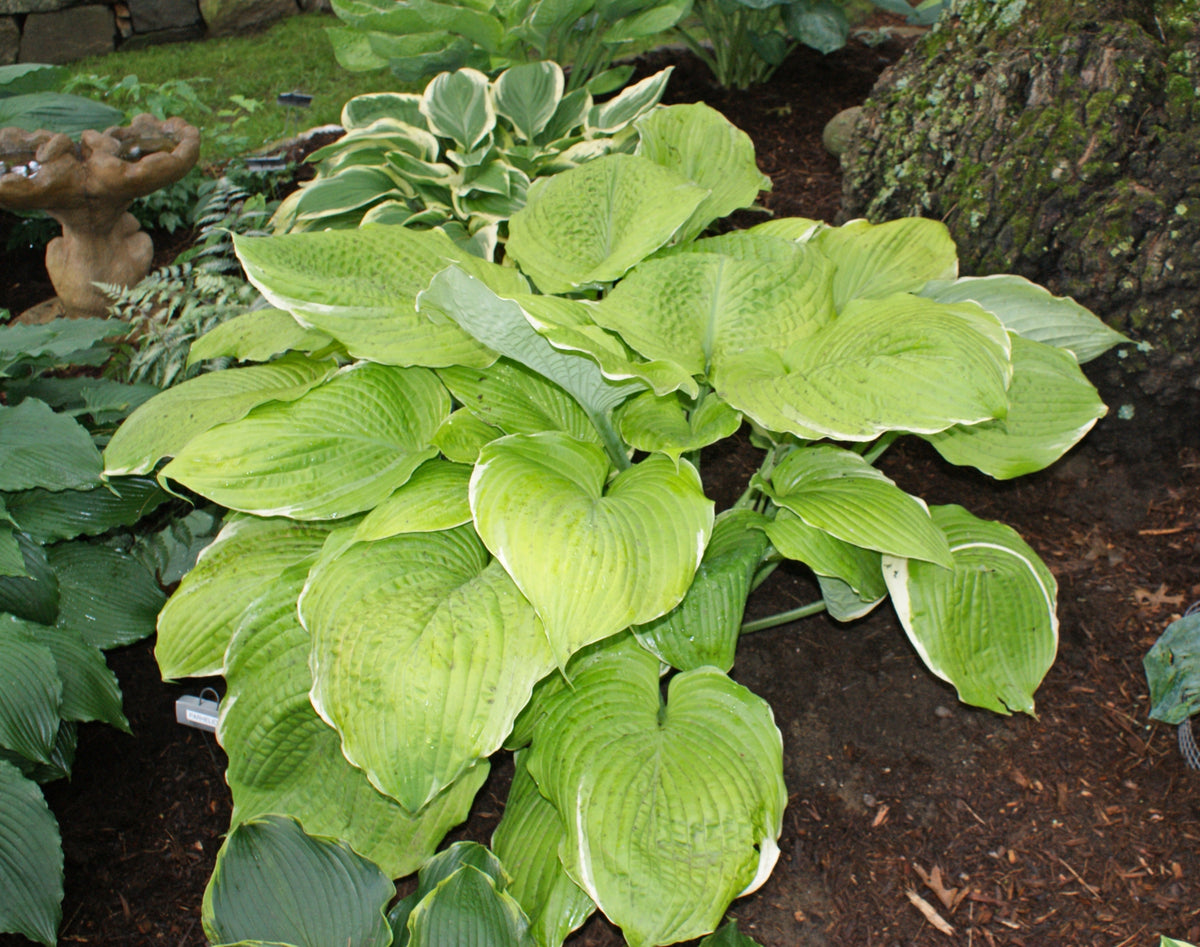 Parhelion Hosta