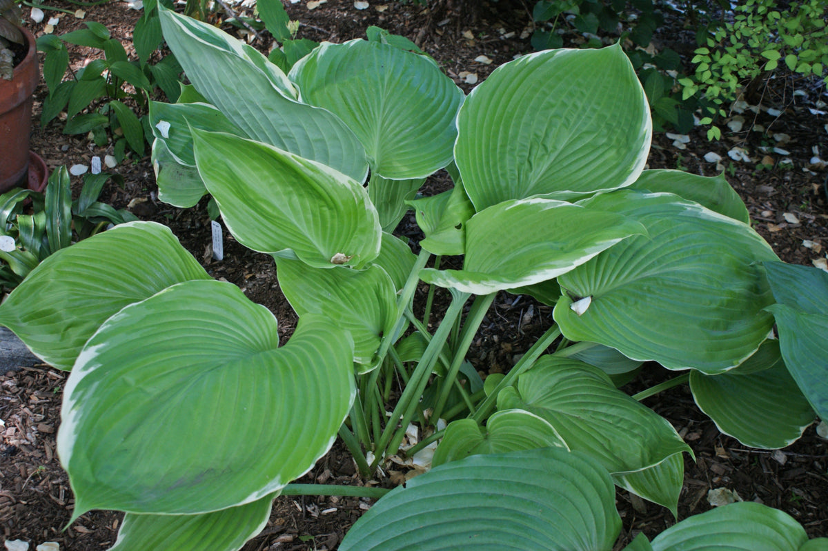 Parhelion Hosta