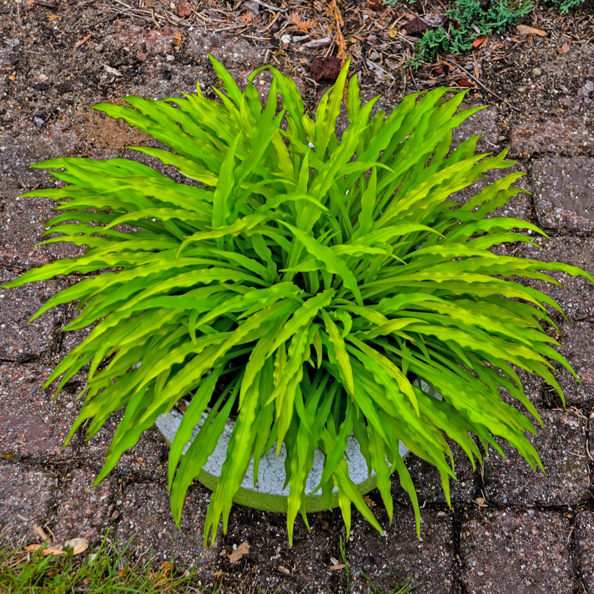 Party Streamers PP33277 Hosta