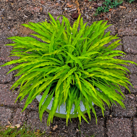 Party Streamers PP33277 Hosta