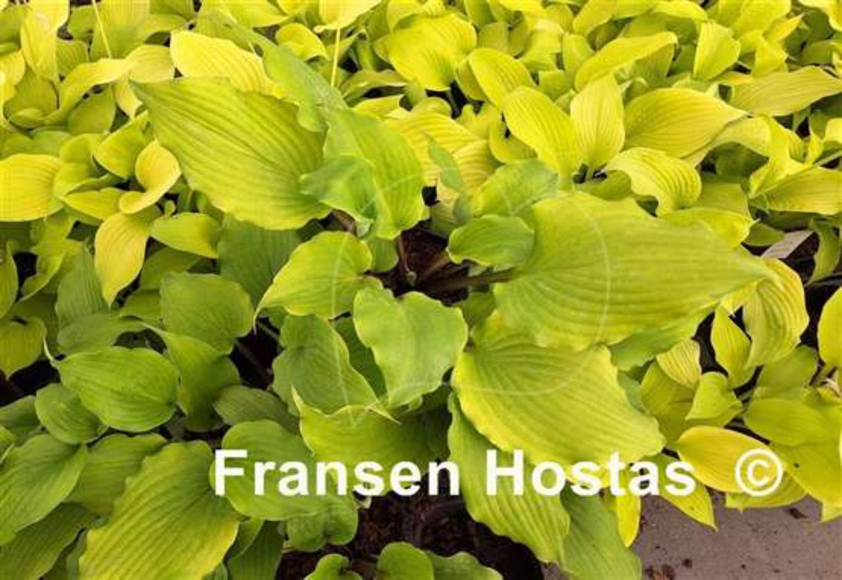 Pavlova Delight Hosta