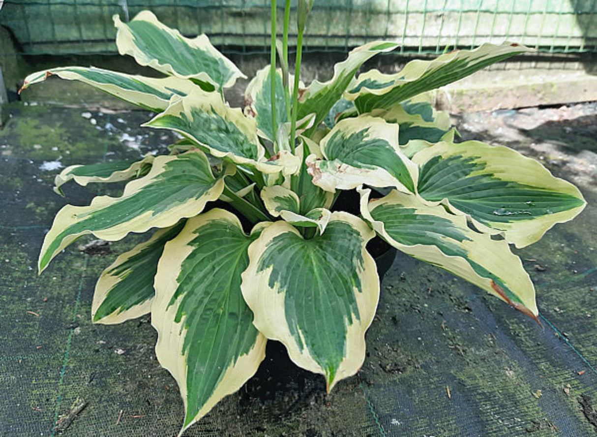 Payot Night Queen Hosta