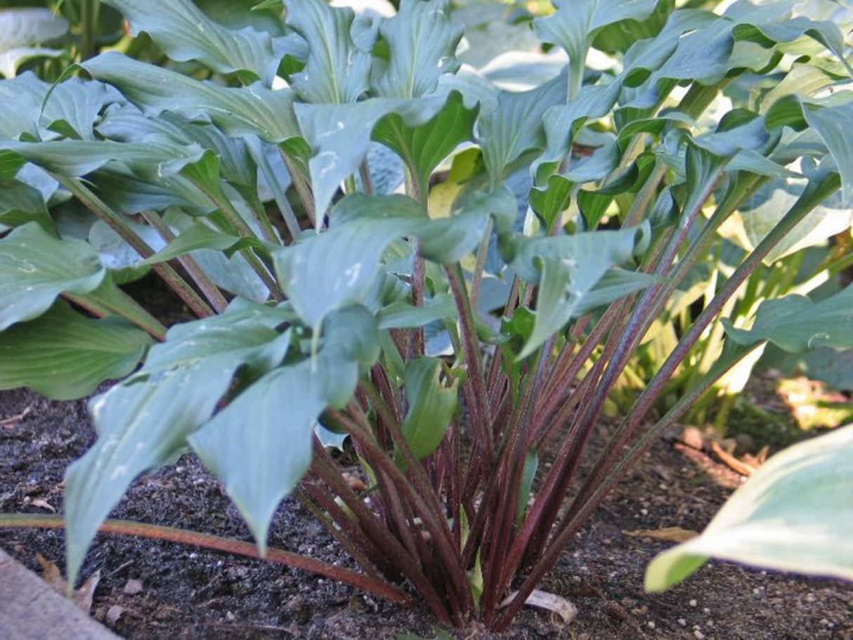 Peek-a-boo Purple Hosta