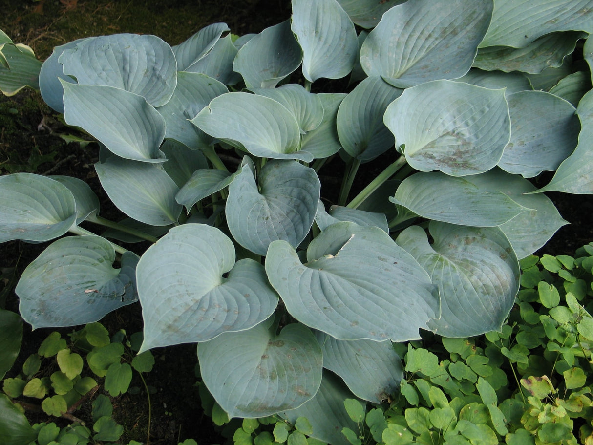 Pewterware Hosta