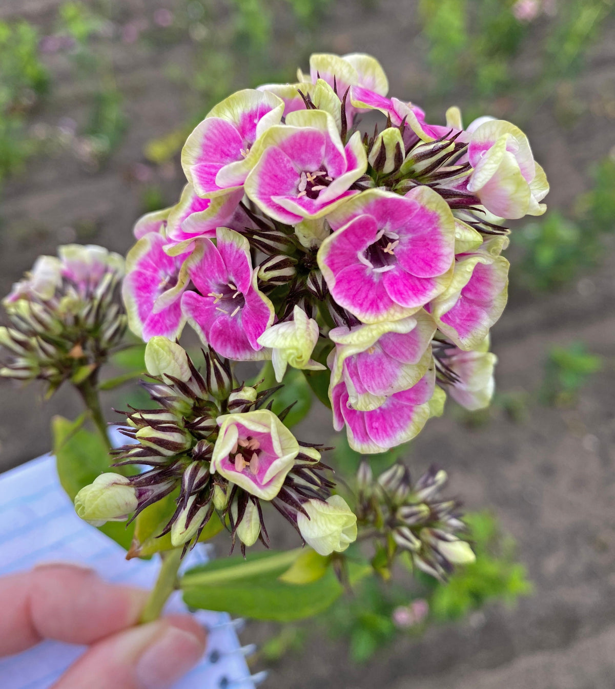 Phlox 'Orchid Yellow' Courtesy of Growing Colors