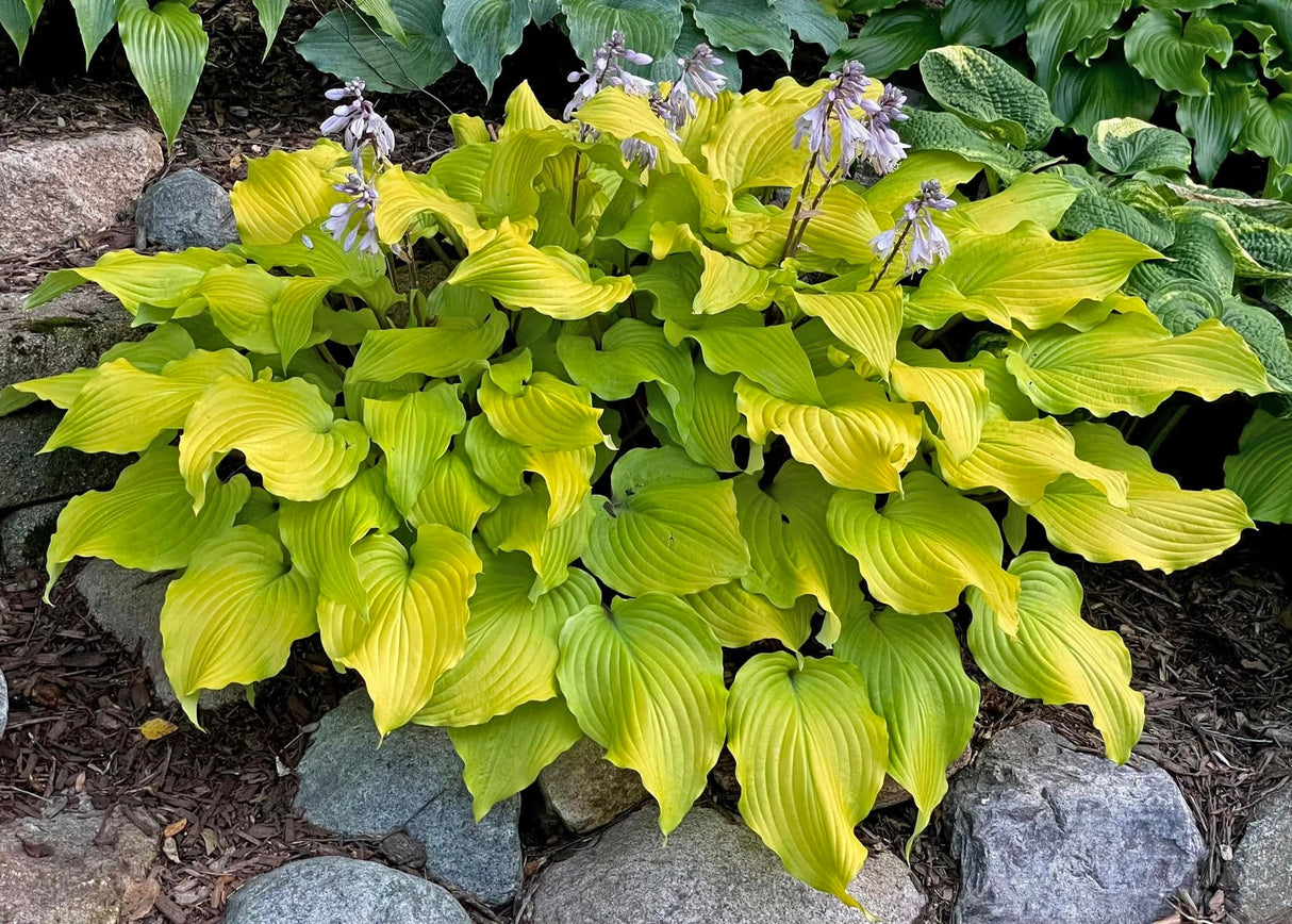 Phoenix Feathers Hosta
