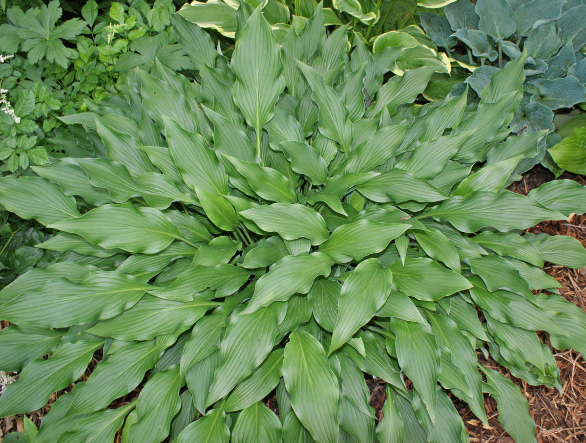 Pineapple Poll Hosta