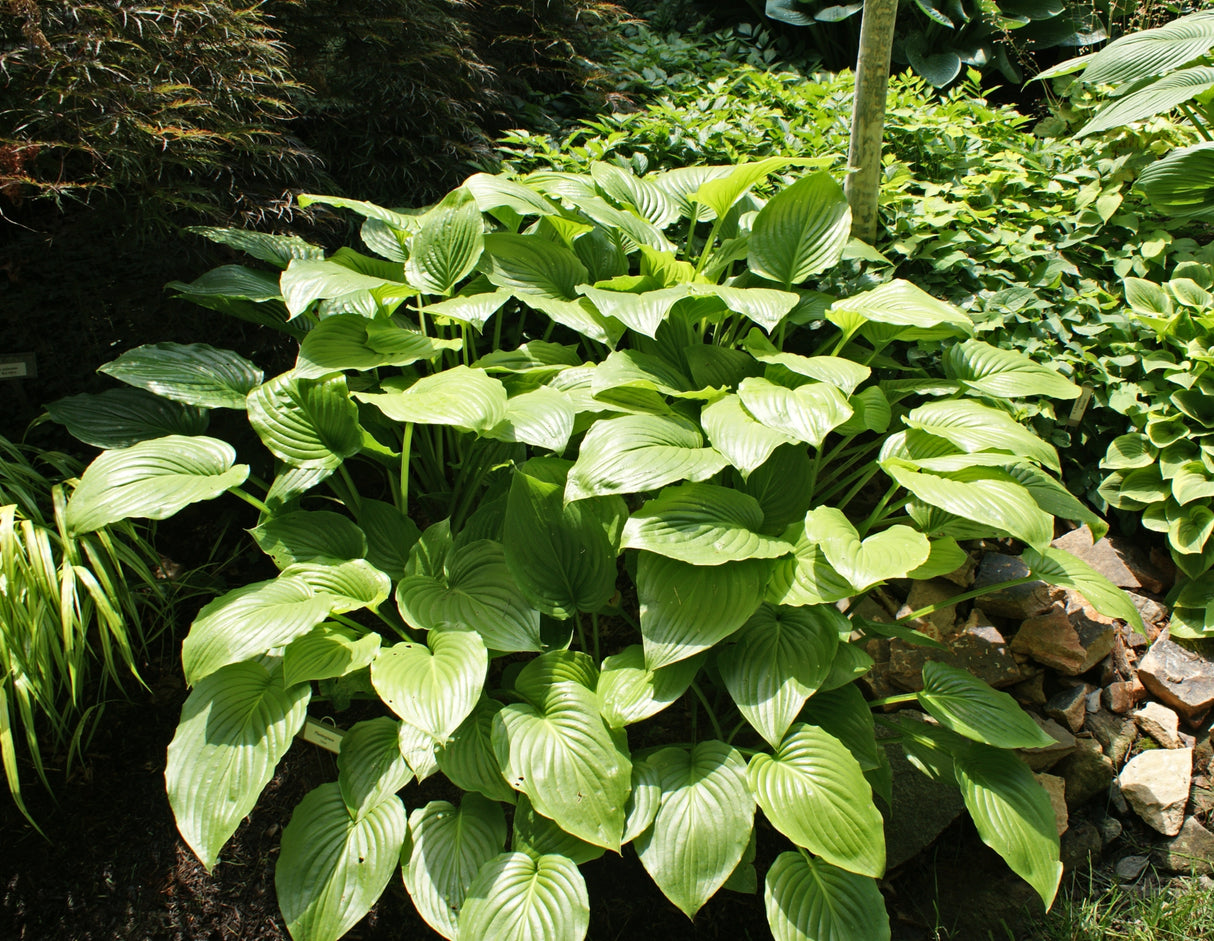 plantaginea Hosta