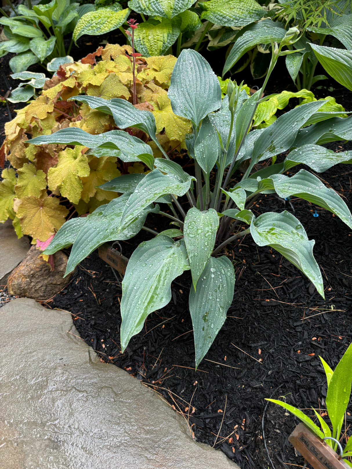 Plum Creek Hosta