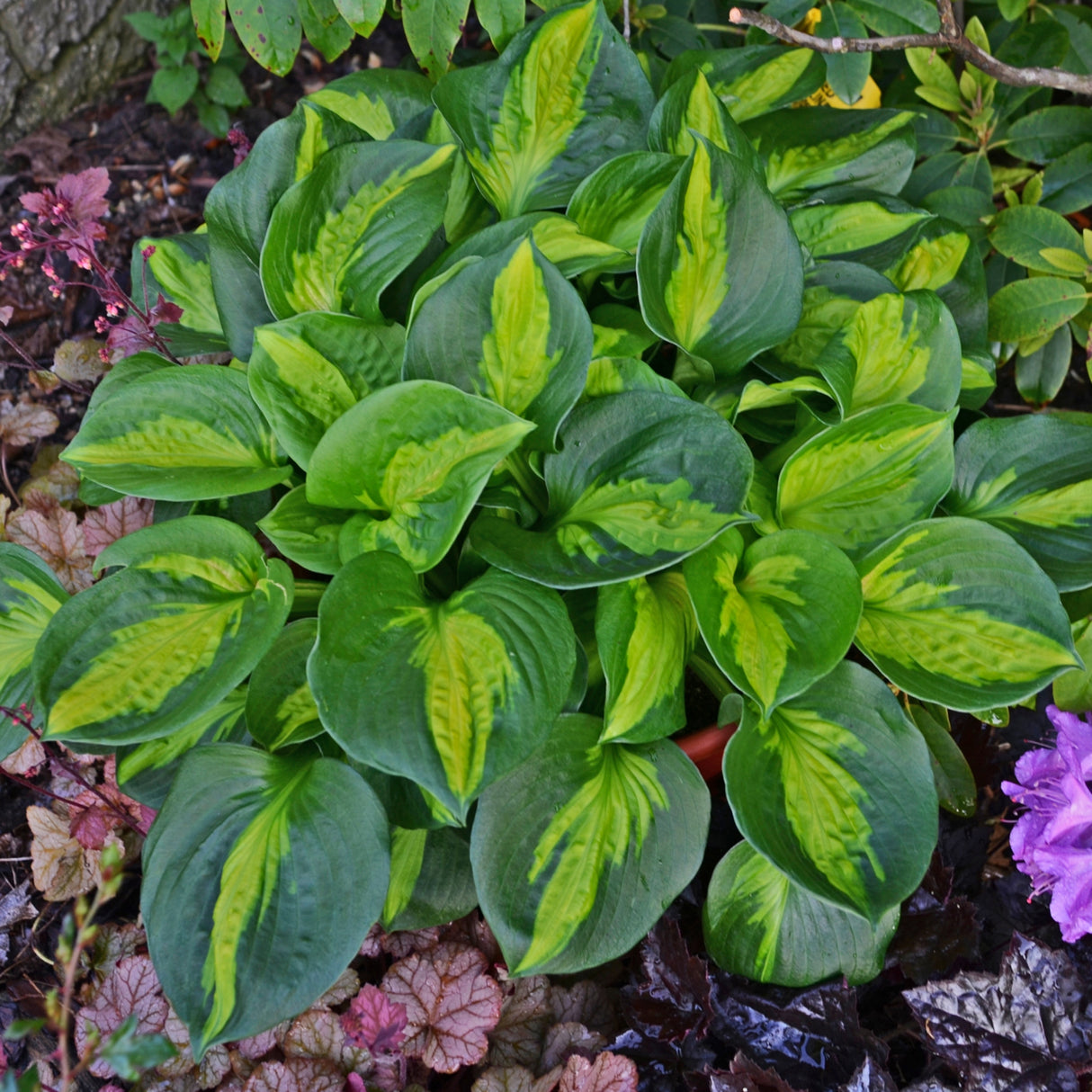 Pocketful of Sunshine PP23709 Hosta