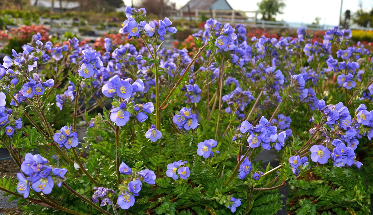 Polemonium 'Hurricane Ridge'