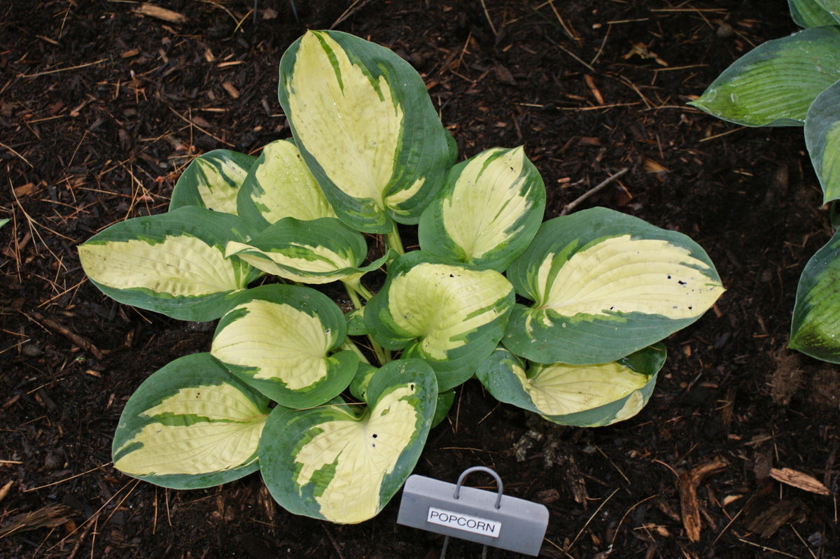 Popcorn Hosta