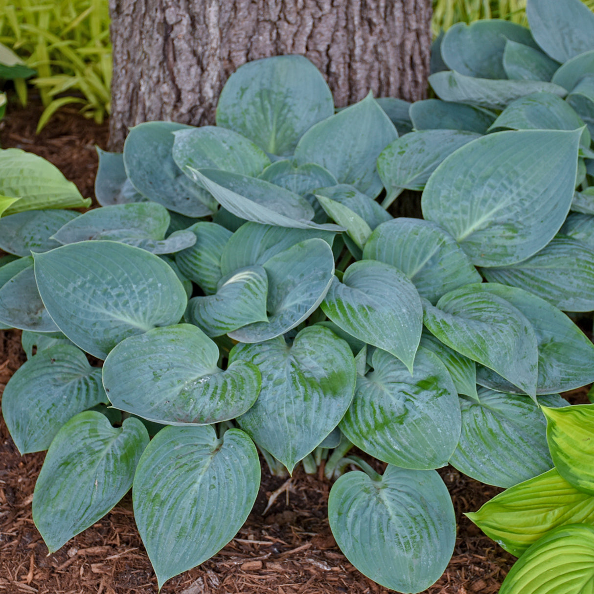 Prairie Sky Hosta PP17309